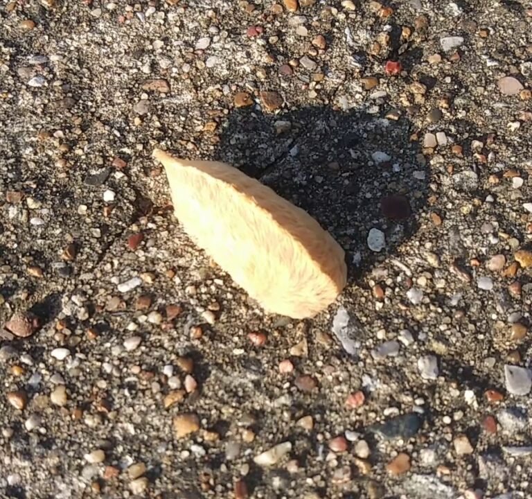 Soccer Field image 3