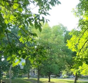 Soccer Field image 3