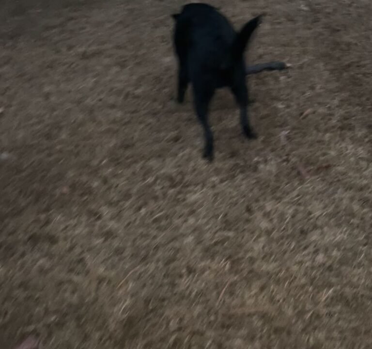 Soccer Field image 3