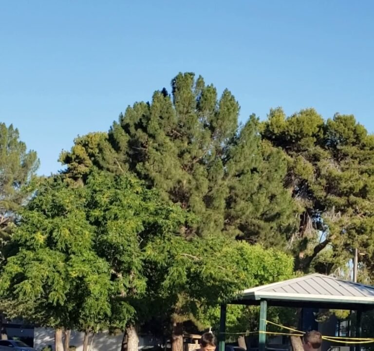 Soccer Field image 4