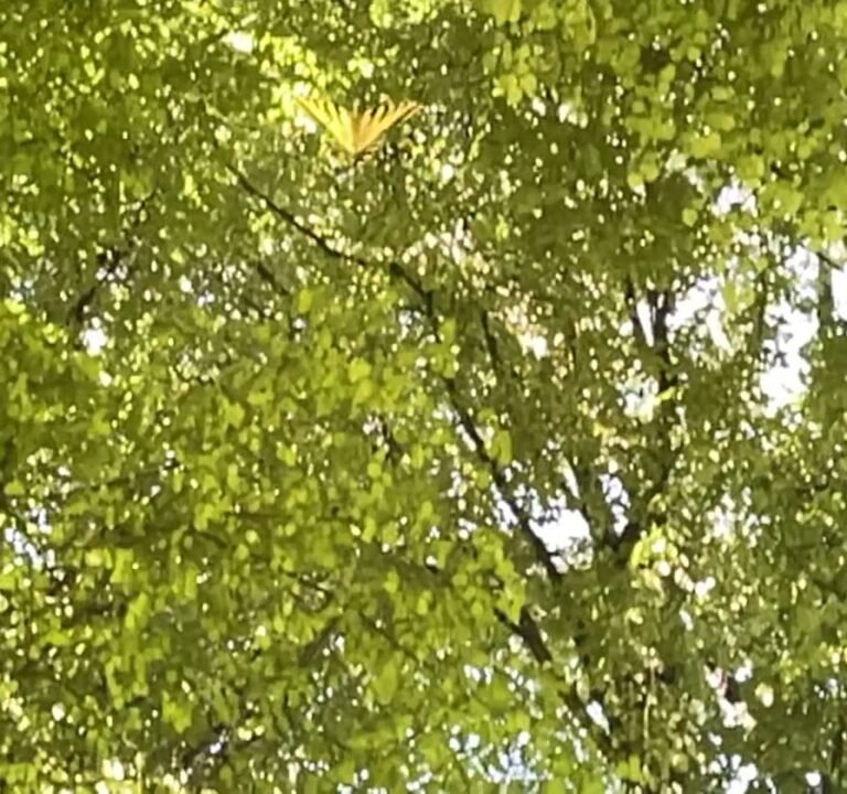 Soccer Field image 4