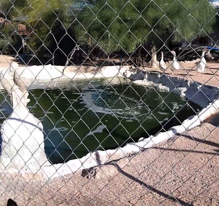 Soccer Field image 4