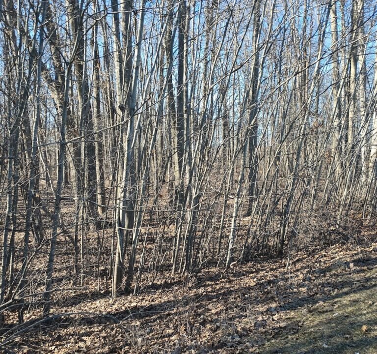 Soccer Field image 3