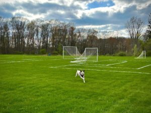 Soccer Field image 1