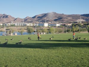 Soccer Field image 1