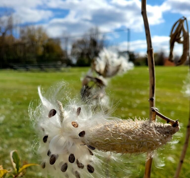 Soccer Field image 2