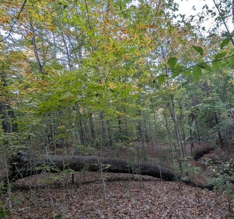 Soccer Field image 2