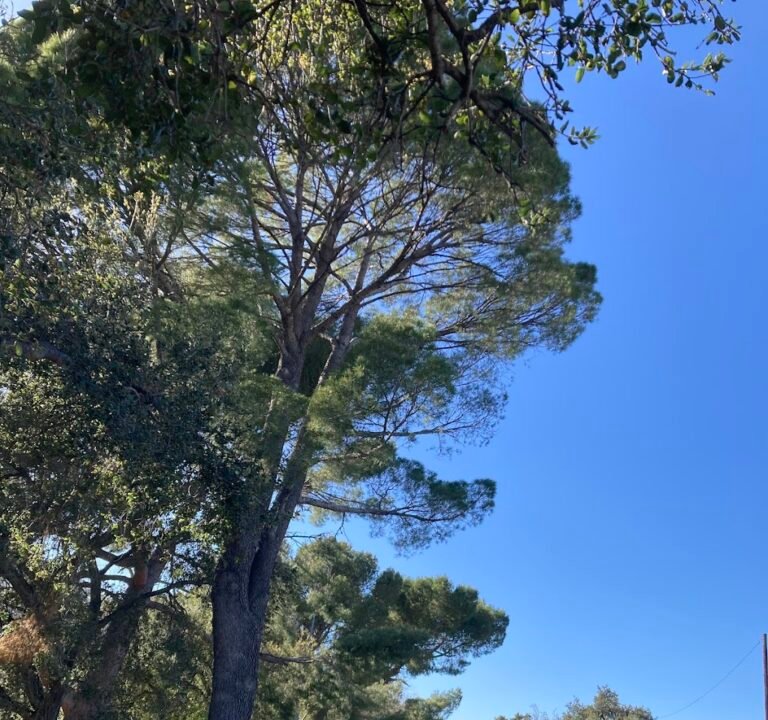 Soccer Field image 3