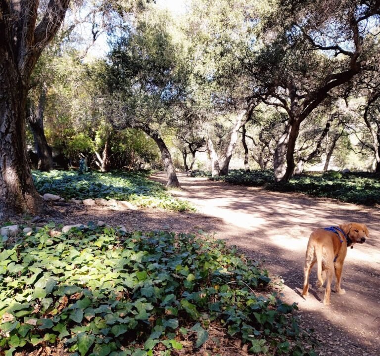 Soccer Field image 2