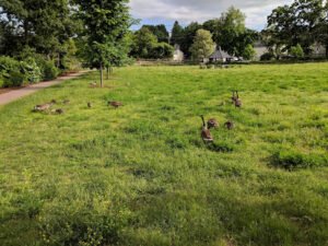 Soccer Field image 1