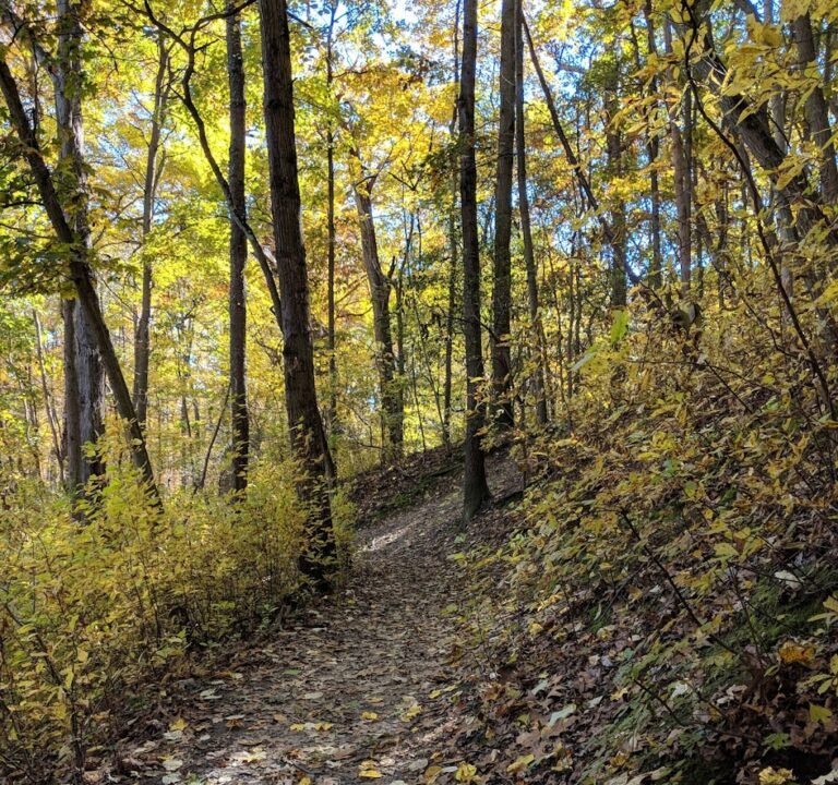 Soccer Field image 2