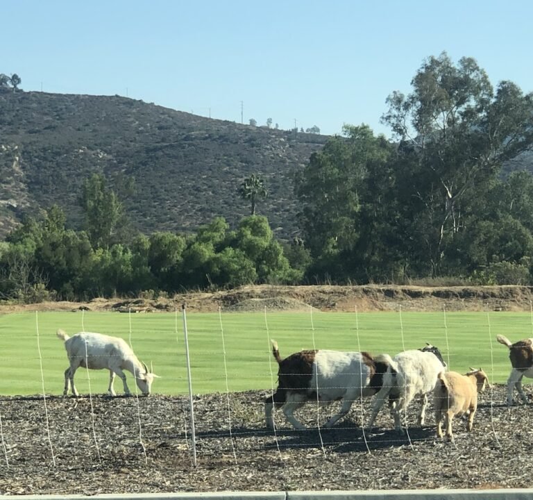 Soccer Field image 3
