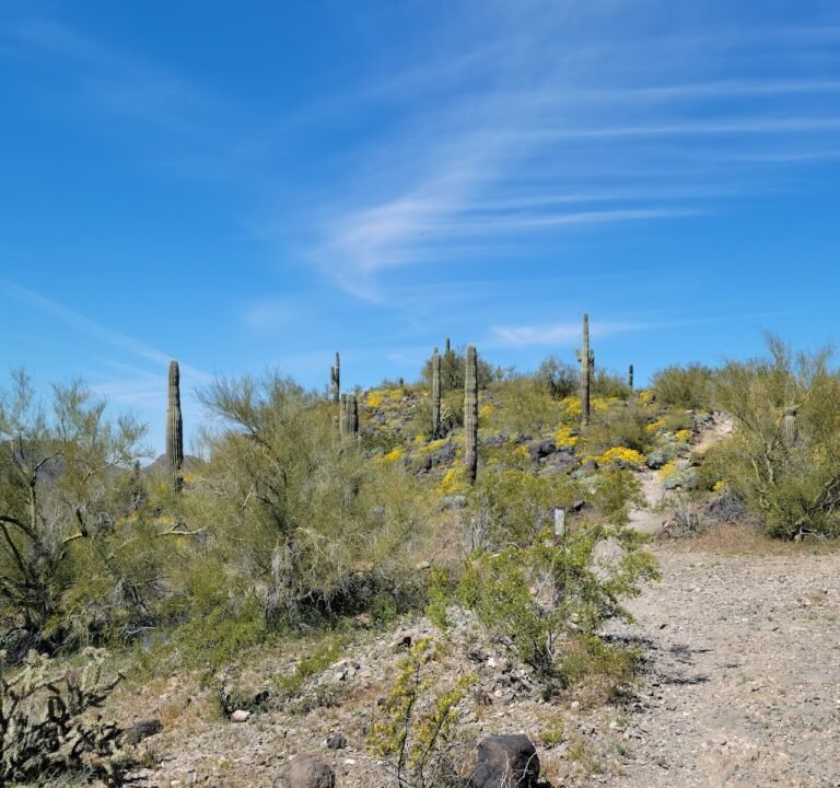 Soccer Field image 2