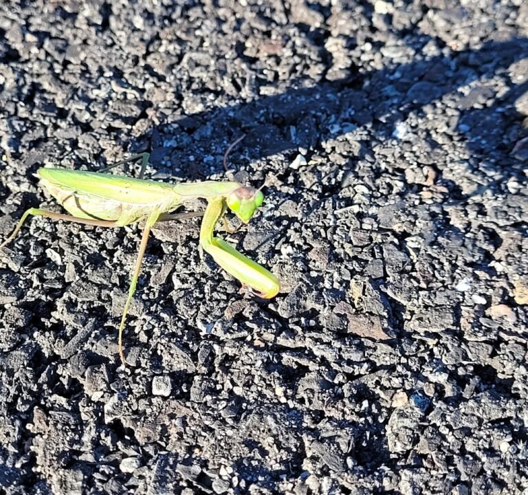 Soccer Field image 2