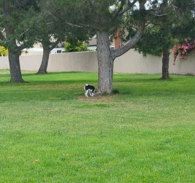Soccer Field image 4