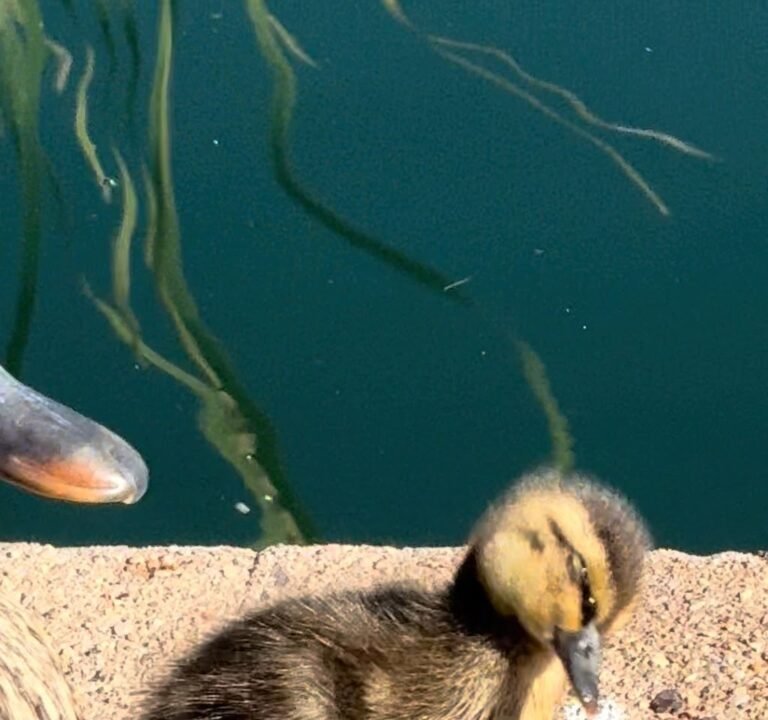 Soccer Field image 3