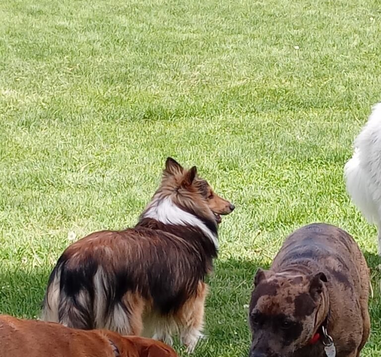 Soccer Field image 3