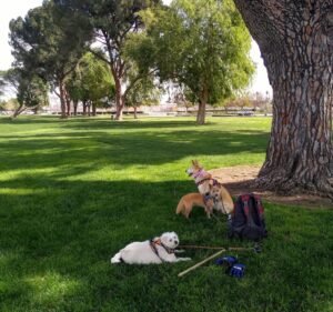 Soccer Field image 2