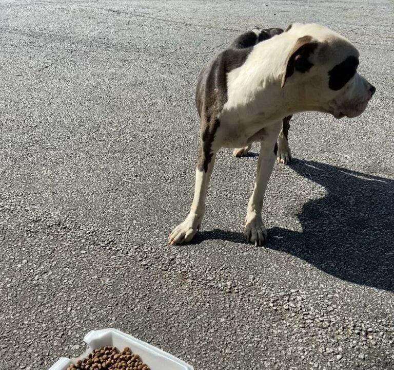 Soccer Field image 3