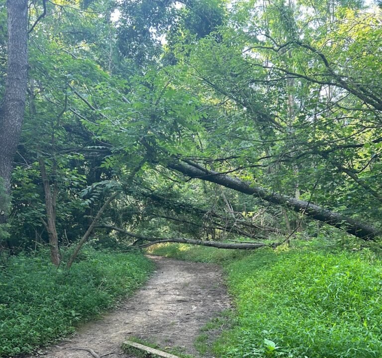 Soccer Field image 2