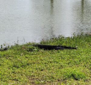 Soccer Field image 3