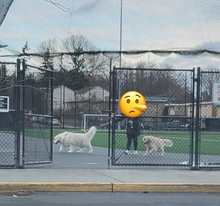 Soccer Field image 3