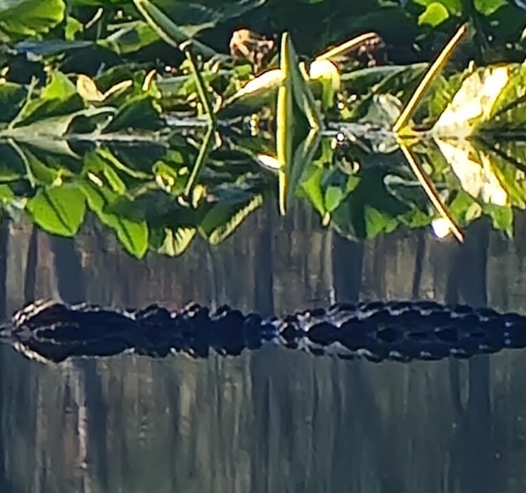 Soccer Field image 3