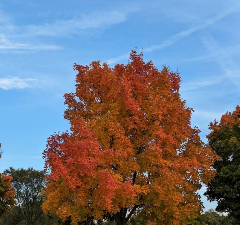 Soccer Field image 2