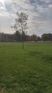 Soccer Field image 1