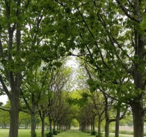 Soccer Field image 2