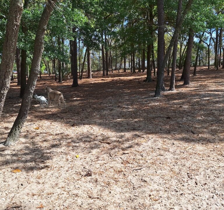 Soccer Field image 3