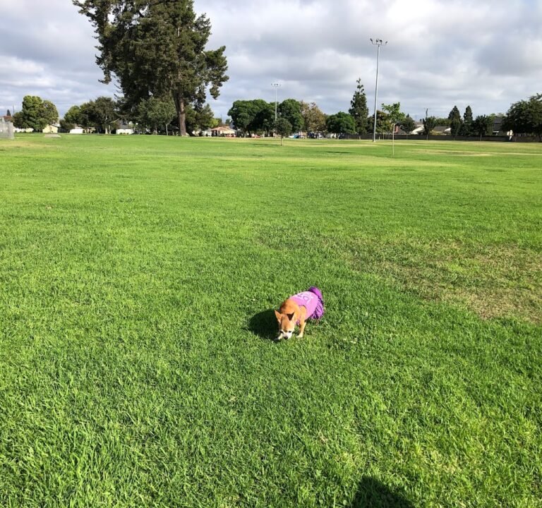 Soccer Field image 2