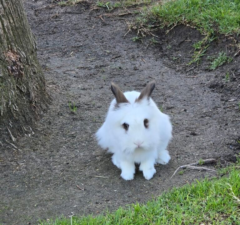 Soccer Field image 3