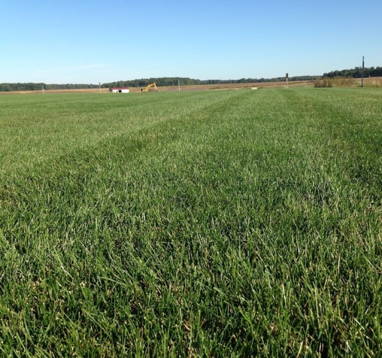 Soccer Field image 2