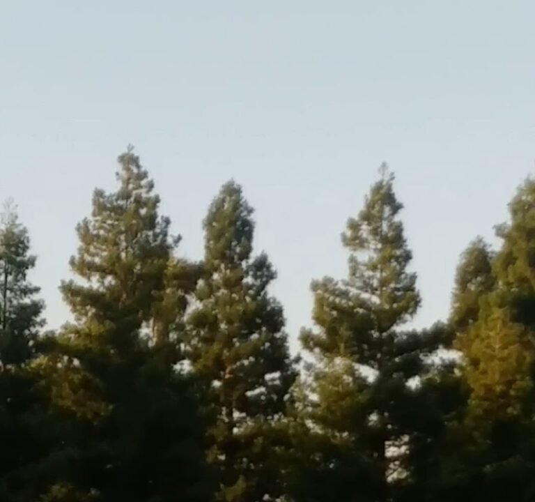 Soccer Field image 3