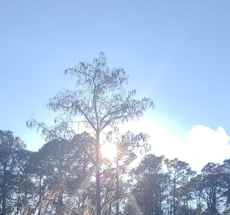 Soccer Field image 3