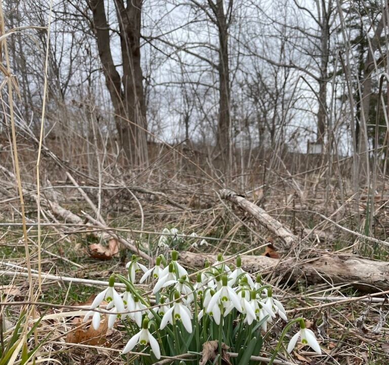 Soccer Field image 3
