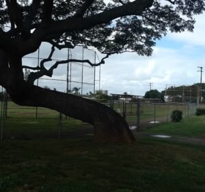 Soccer Field image 2