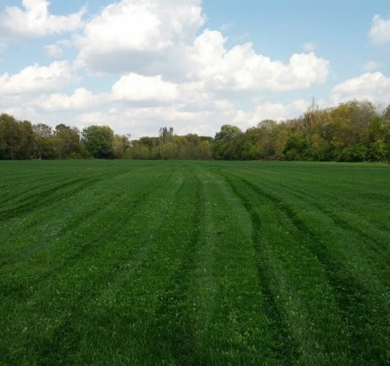 Soccer Field image 2