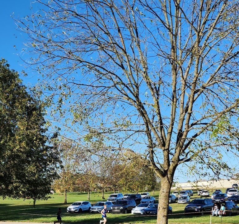 Soccer Field image 2