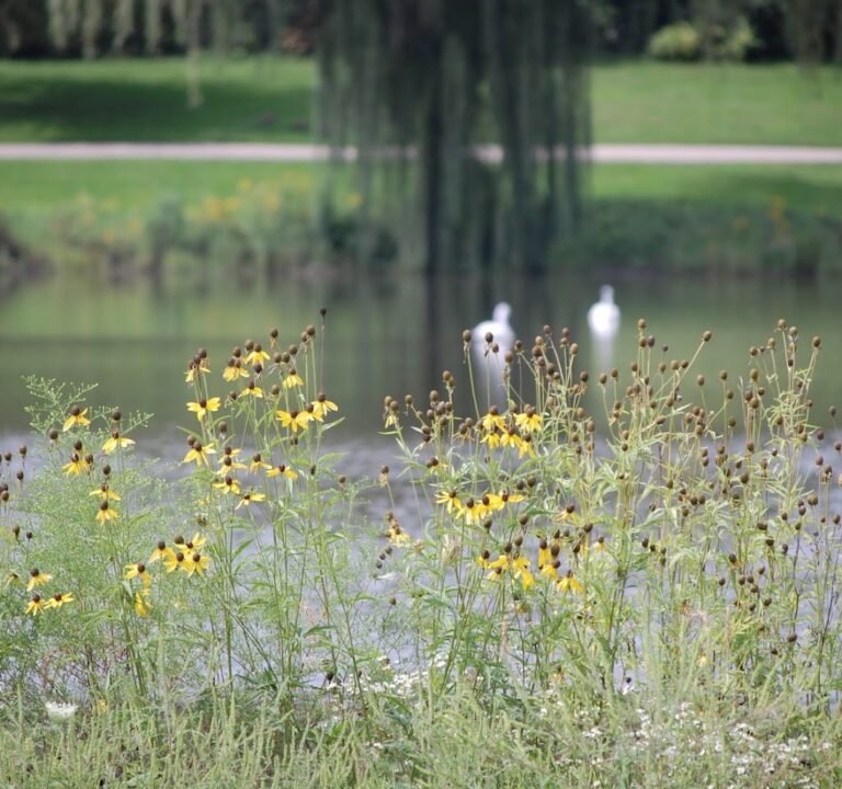 Soccer Field image 2