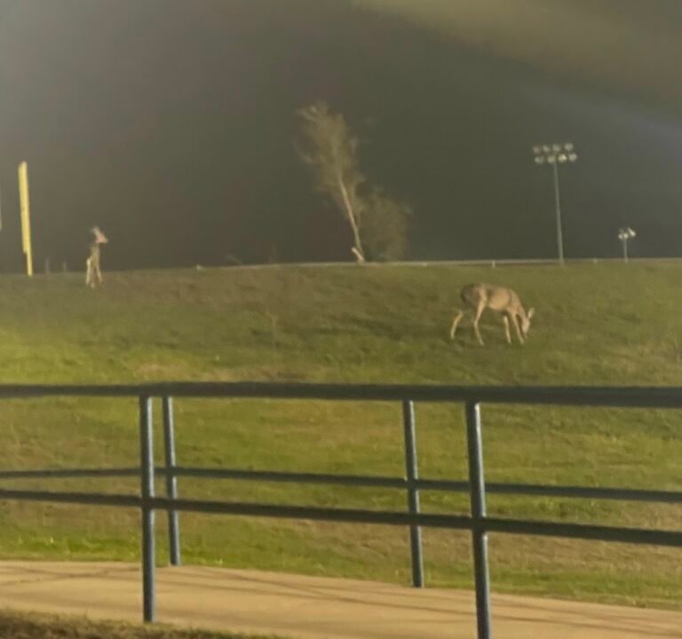 Soccer Field image 3