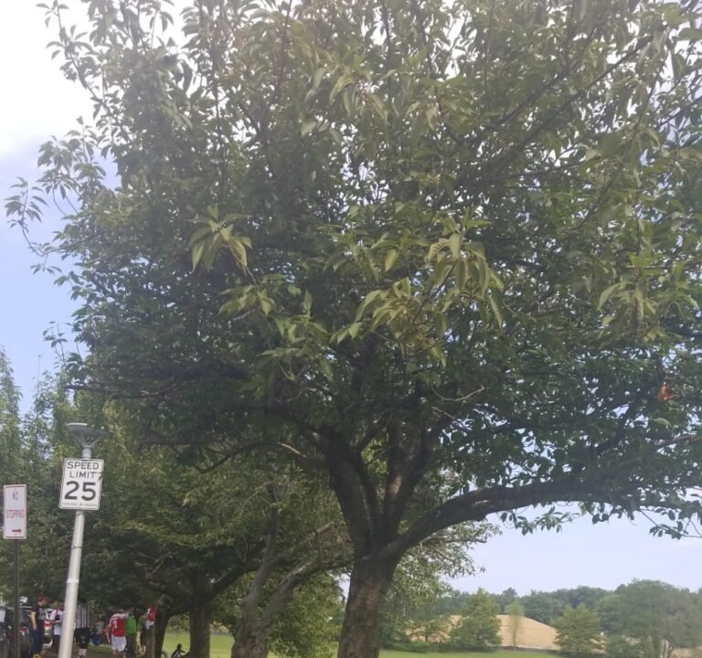 Soccer Field image 2