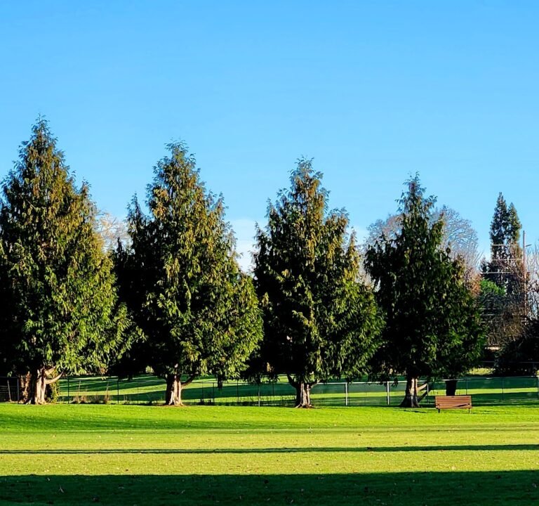 Soccer Field image 2