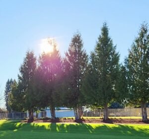 Soccer Field image 4