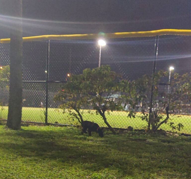 Soccer Field image 3