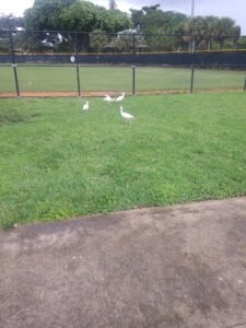 Soccer Field image 1
