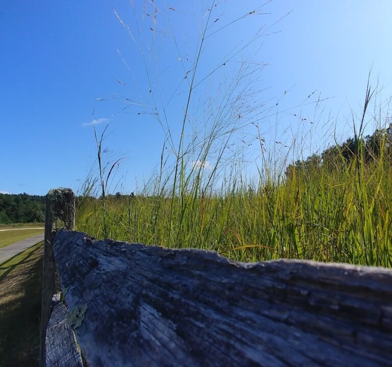 Soccer Field image 2