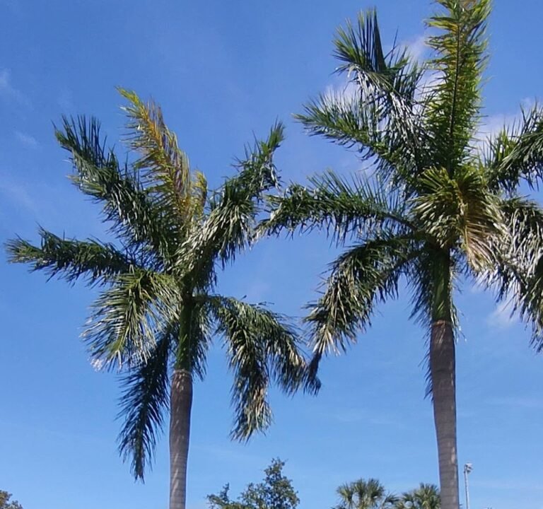 Soccer Field image 4