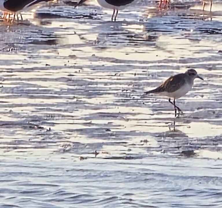 Soccer Field image 3